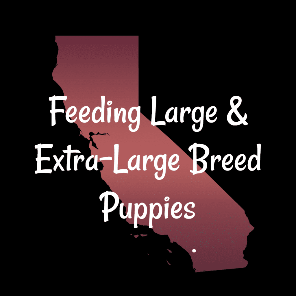 feeding large and extra large breed puppies